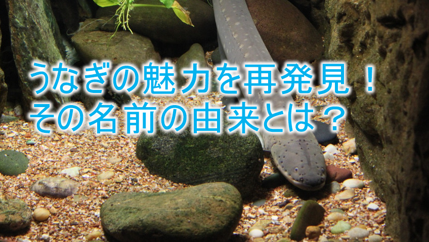 うなぎの魅力を再発見！その名前の由来とは？